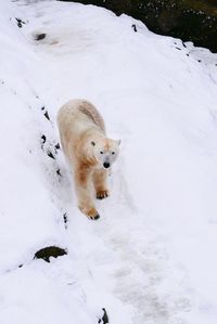 High angle view of dog on snow