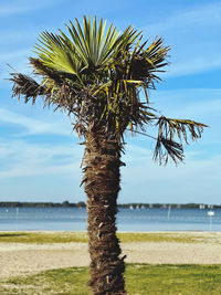 Palm trees on beach against sky