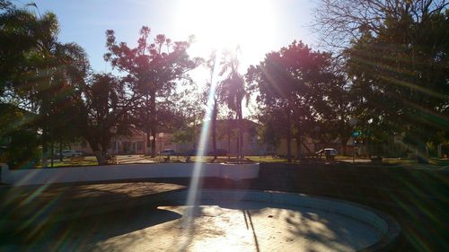 Trees in park