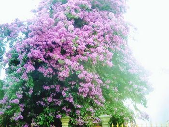 Low angle view of flower tree against sky