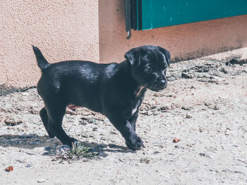 Portrait of black dog standing outdoors