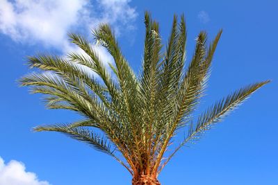 Low angle view of palm tree against blue sky