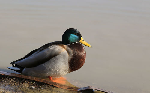 Close-up of a bird in a water