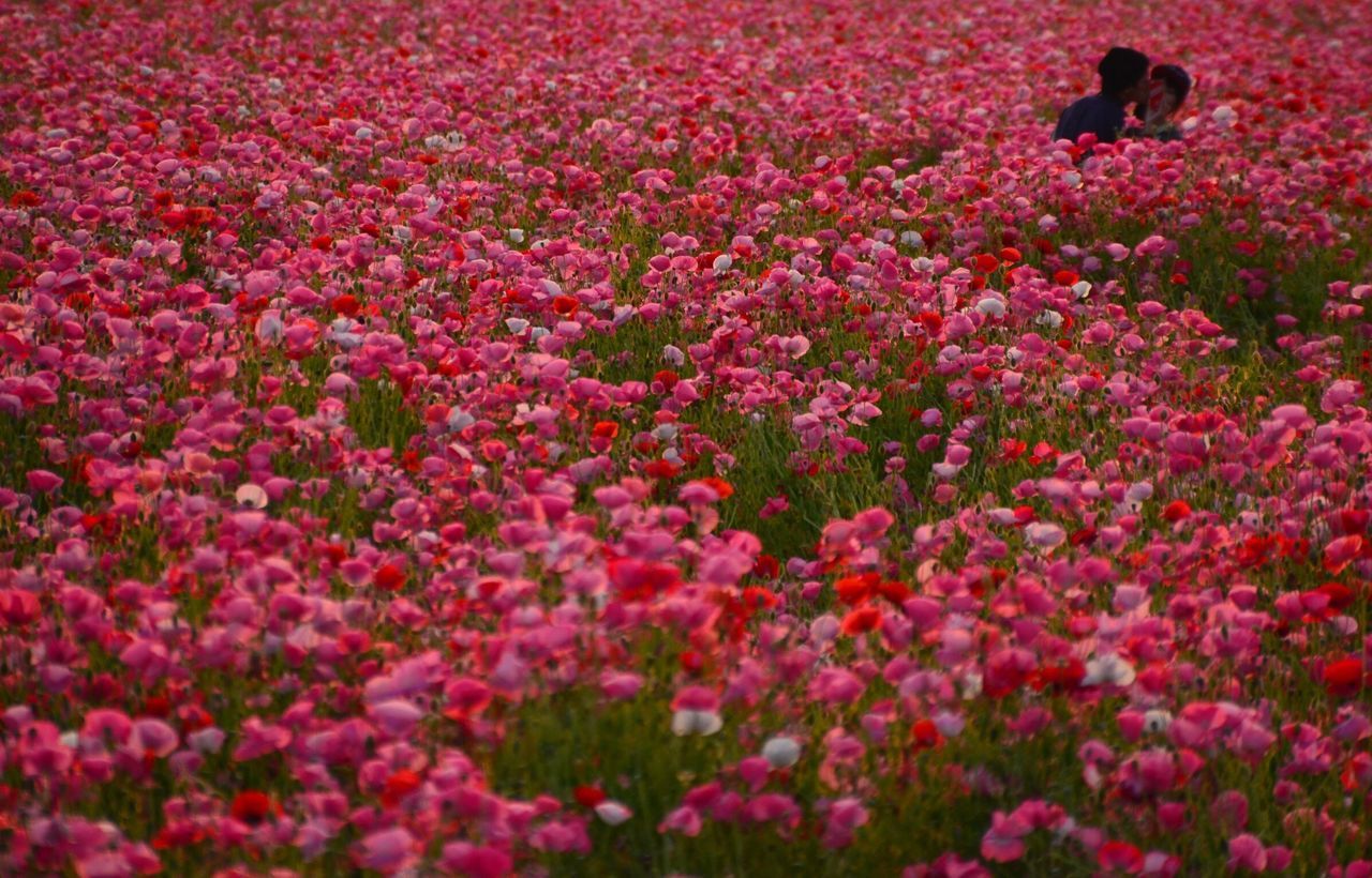 flower, freshness, fragility, growth, beauty in nature, petal, pink color, abundance, blooming, nature, full frame, plant, backgrounds, flower head, field, in bloom, red, outdoors, high angle view, blossom