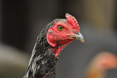 Close-up of a bird looking away