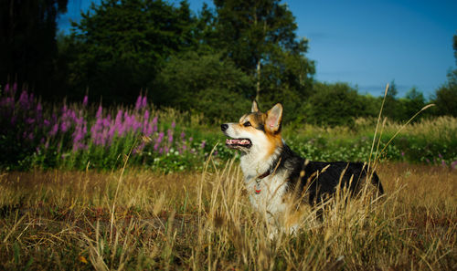 Side view of pembroke welsh corgi at grassy field