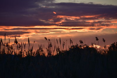 Silhouette plants on field against sky during sunset