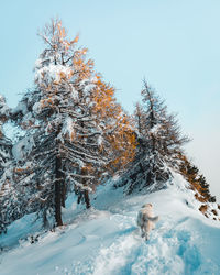 Snow covered trees against sky