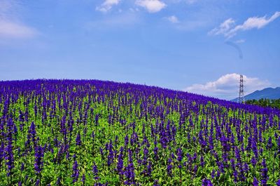 Purple flowers blooming on field against blue sky