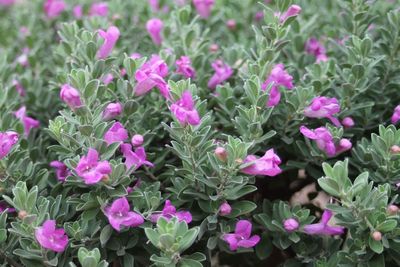 Close-up of pink flowers blooming outdoors