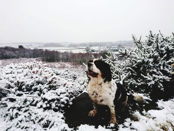 Dog sitting on snow field against sky