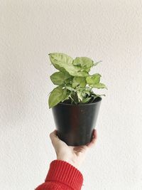 Close-up of hand holding potted plant against wall