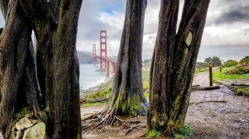 Panoramic shot of trees on field against sky