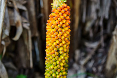 Close-up view of colorful konjac fruit in the forest