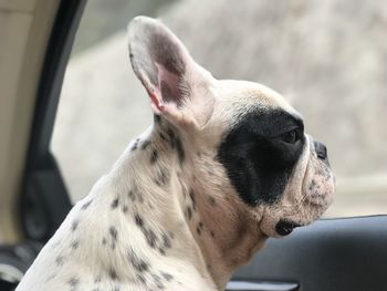 Close-up of dog looking away