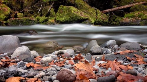 Stream flowing through forest