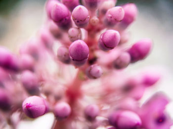 Close-up of pink flowers