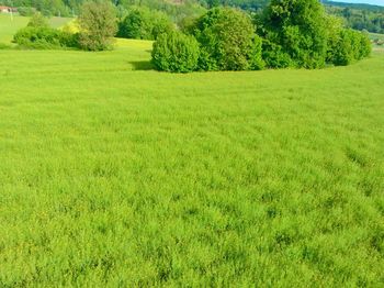 Scenic view of grassy field