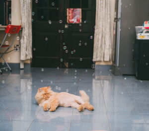 View of a dog sleeping on floor