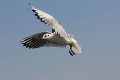 Low angle view of seagull flying against sky