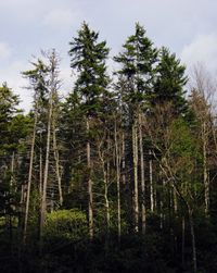 Low angle view of trees against sky