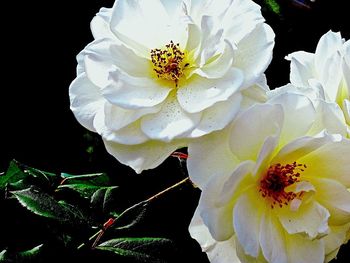 Close-up of white flower