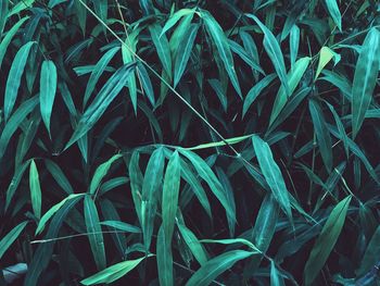 Full frame shot of plants