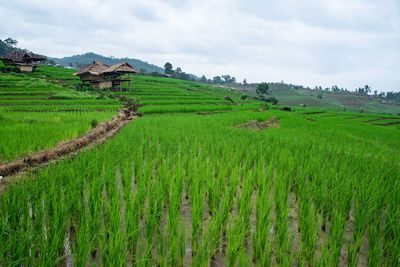 Scenic view of agricultural field against sky