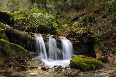 Scenic view of waterfall in forest