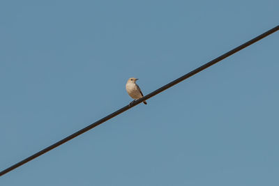 Low angle view of bird perching on cable against clear sky