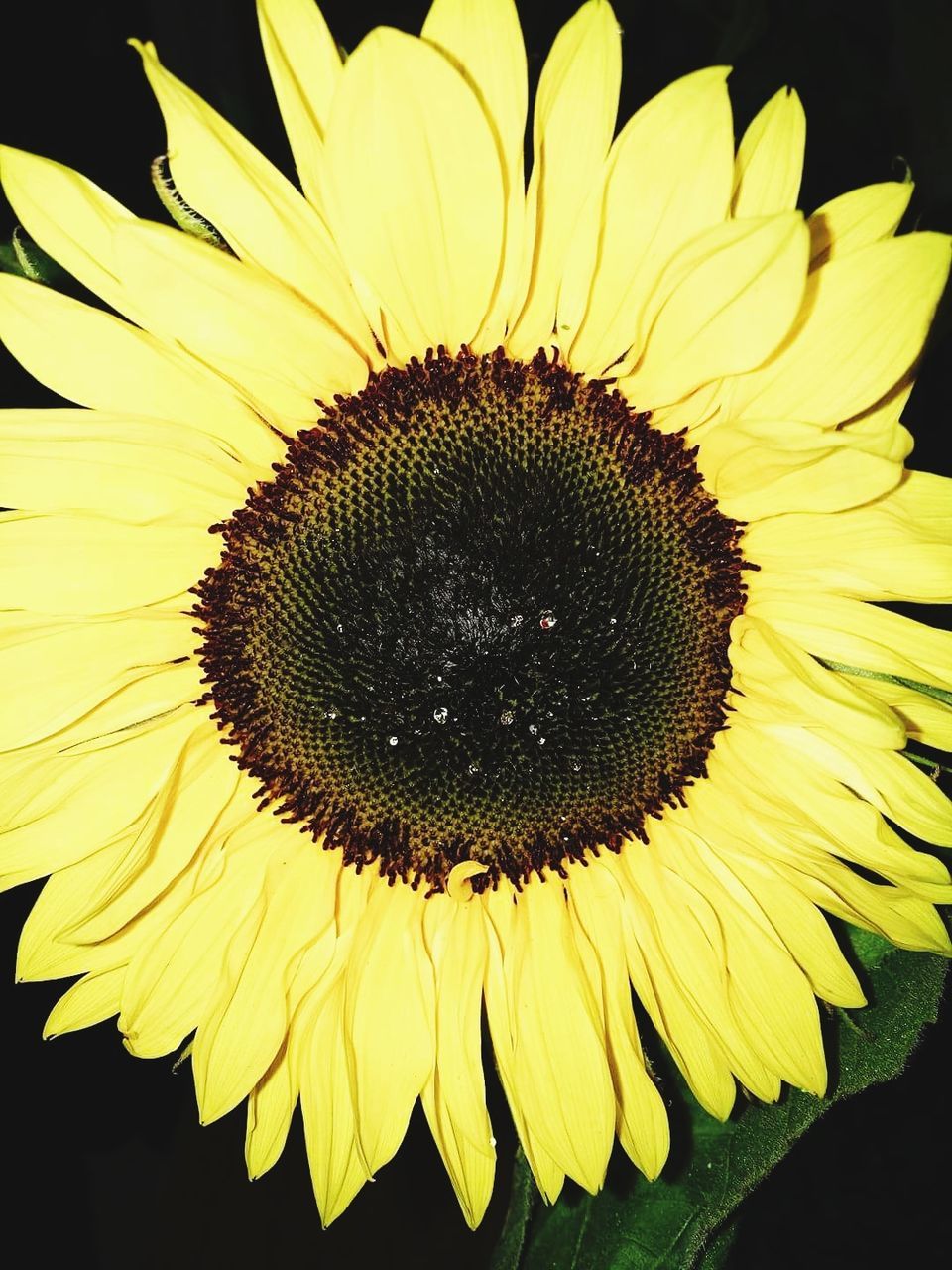 flower, yellow, fragility, petal, beauty in nature, flower head, freshness, pollen, sunflower, nature, growth, close-up, blooming, no people, plant, outdoors, day, gazania, black-eyed susan