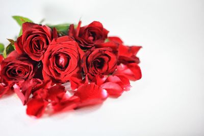 Close-up of red roses against white background