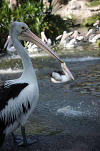 Close-up of pelican perching on water