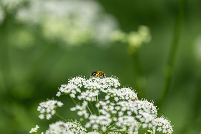 Close-up of insect on flower