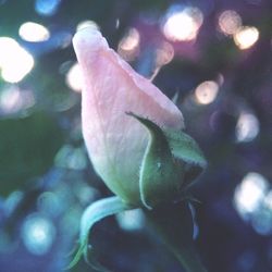 Close-up of flowers against blurred background