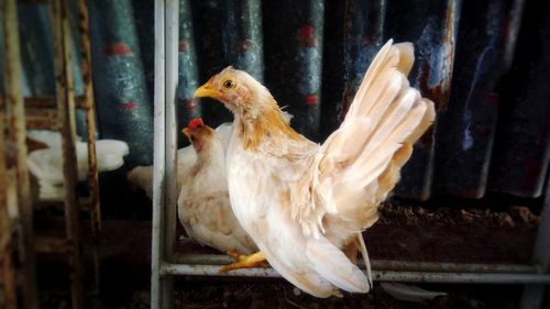 Close-up of birds in cage