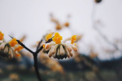 Close-up of yellow flower