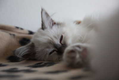 Close-up of cat sleeping
