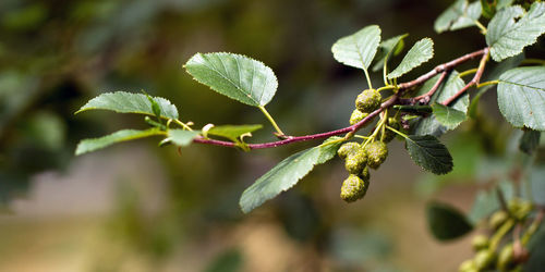 Alder tree