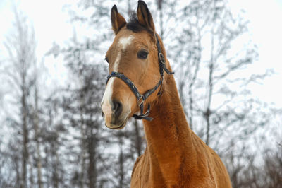 Close-up of a horse