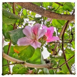 Close-up of pink flowers blooming outdoors