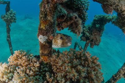 Fish swimming in sea