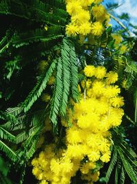 Close-up of yellow flowers