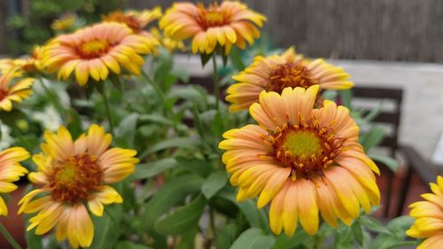 Gaillardia aristata