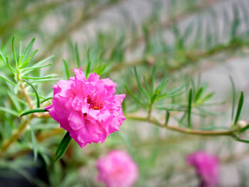 Close-up of pink flowers blooming outdoors