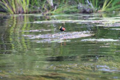 Close-up of duck swimming in lake