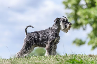 Close-up of dogs on grassy field