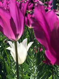 Close-up of pink flowering plant