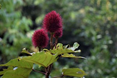 Close-up of pink flowering plant