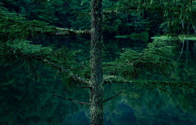 Scenic view of forest